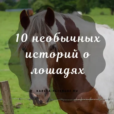 Конюшня \"Lucky Horse\" - Лошадиные носы и уши. 🐴 . . Они такие бархатные,  упругие, необычные. Нос вдыхает воздух большим потоком, красиво расширяя  ноздри, а подвижная, мягкая верхняя губа уже тянется вас