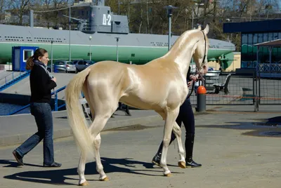 Supehorse - Арабские скакуны – самые красивые лошади в мире Арабские  скакуны – уникальные лошади, которые всегда поражали и не перестанут  поражать своей изысканной красотой и завораживающими чертами. Характерная  особенность арабских скакунов –