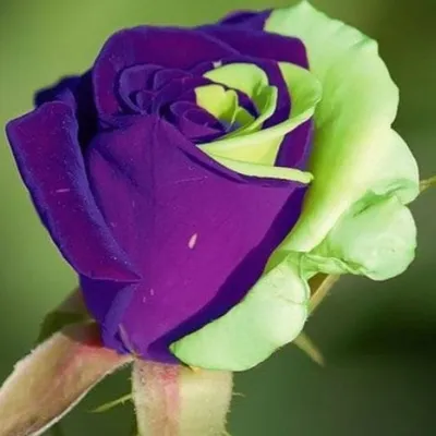Розы красивые необычные - 70 фото