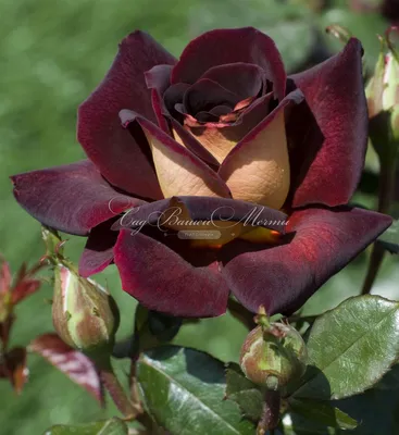 Розы необычных цветов. Купить саженцы сортов роз необычной окраски в Москве