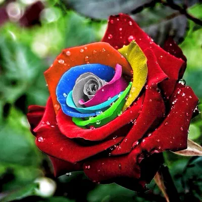 Необычные розы (75 лучших фото)