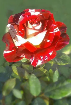 Розы красивые необычные - 70 фото