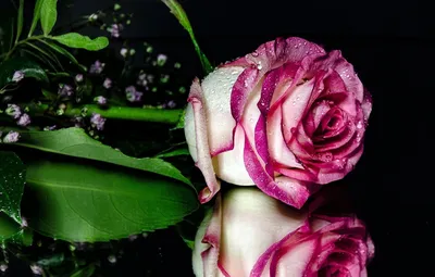Шикарные живые розы - 69 фото