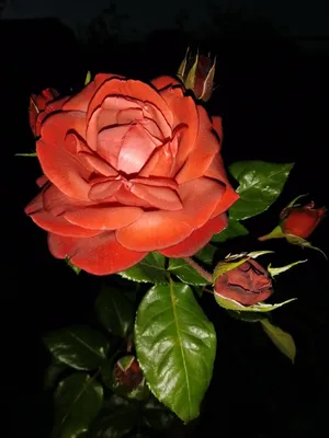Розы, какими мы их не видим. Необычные фото моих роз в темноте. | Про розы,  сад и путешествия | Дзен