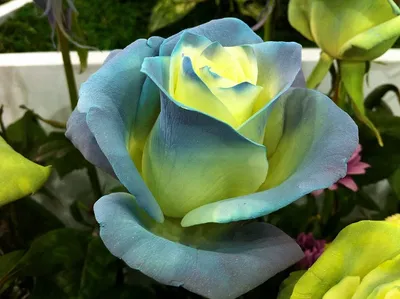 Необычные розы (75 лучших фото)