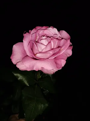 Розы, какими мы их не видим. Необычные фото моих роз в темноте. | Про розы,  сад и путешествия | Дзен