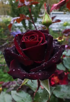 Самые красивые сорта роз - 86 фото