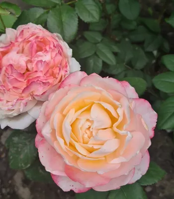 Необычные розы!!!! ч. 1 | Розы Кавказа🌹🌹🌹 | Дзен