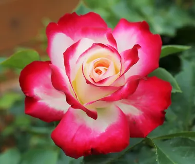 Интересные и необычные сорта роз — Форум — Ботаничка