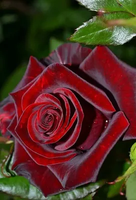 Самые красивые розы (150 фото) »