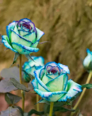 Розы красивые необычные - 34 фото