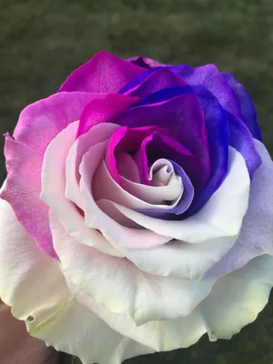 Необычные розы - 74 фото