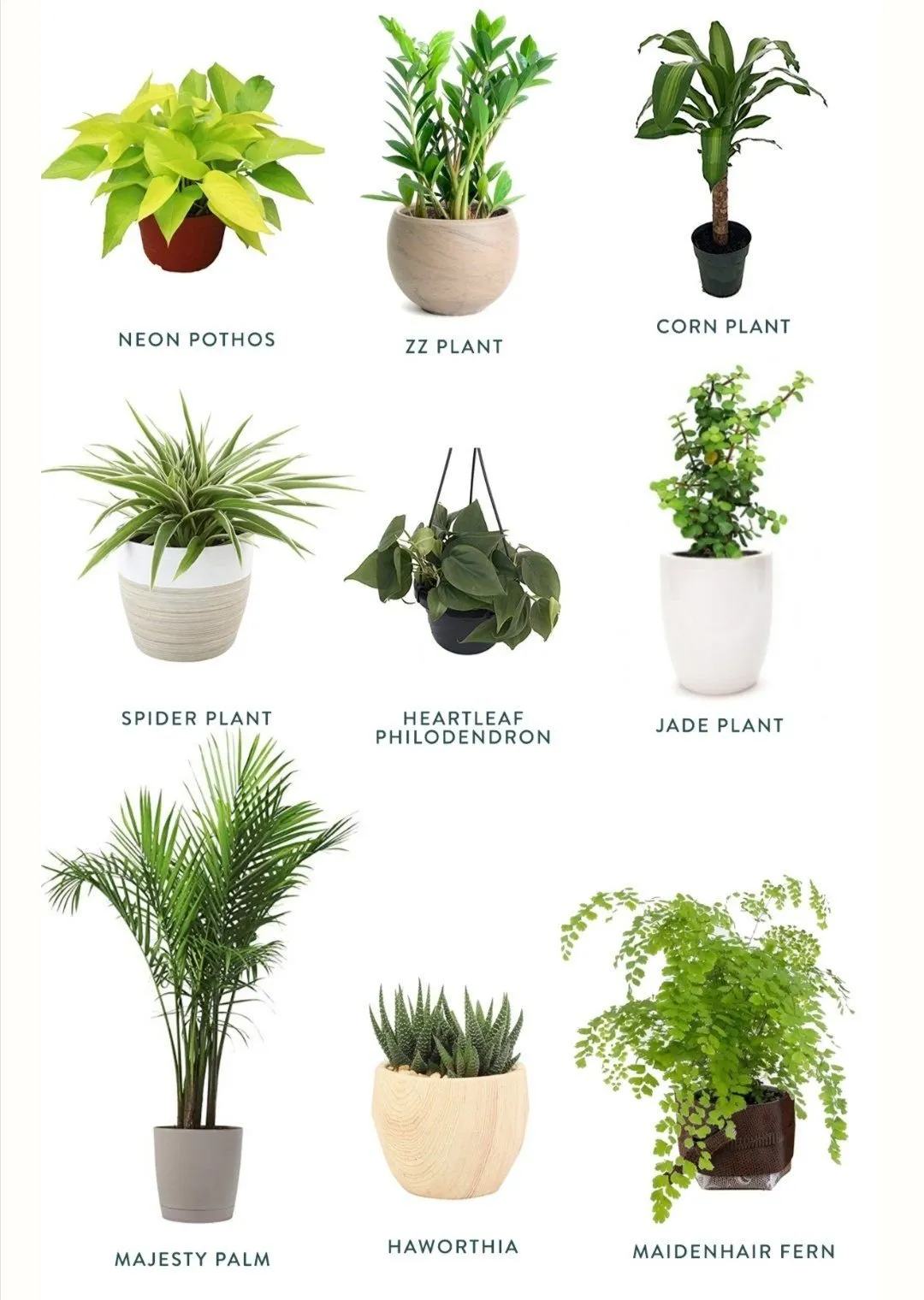 Самые популярные домашние растения фото и названия