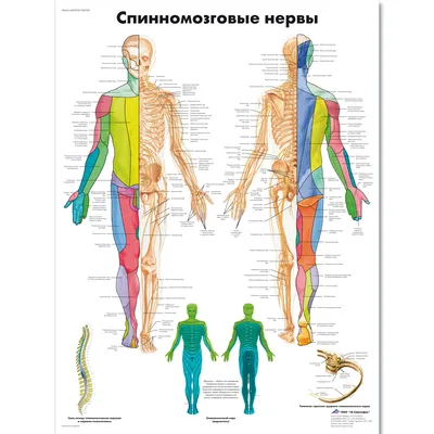 Медицинский плакат \
