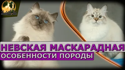 Невская маскарадная - особенности породы - YouTube