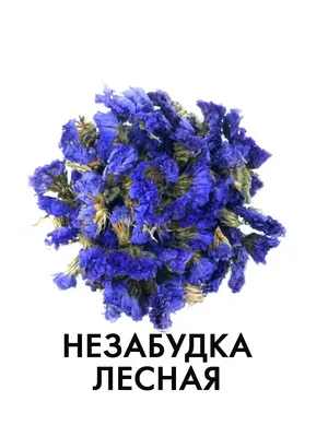 Цветы незабудки лесной сушеные 50 гр. БОЛЬШАЯ УПАКОВКА 51869949 купить в  интернет-магазине Wildberries