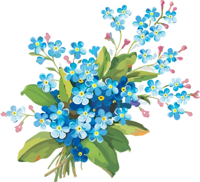 Цветы незабудки - Цветы - Картинки PNG - Галерейка