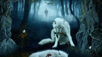 Обои на рабочий стол Волк с розой в пасти склонился над убитой волчицей,  обои для рабочего стола, скачать обои, обои бесплатно