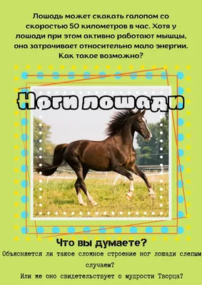 Как защитить ноги лошади при работе - Horse UA