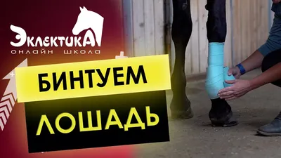 Подведение задних ног лошади. Упражнения | ESU Horses