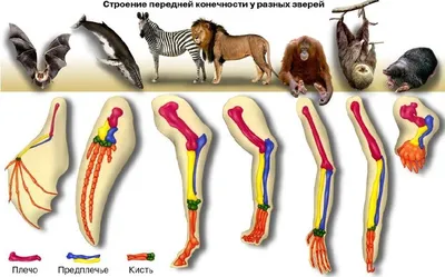 Ноги лошади стоковое фото. изображение насчитывающей копыта - 37366602