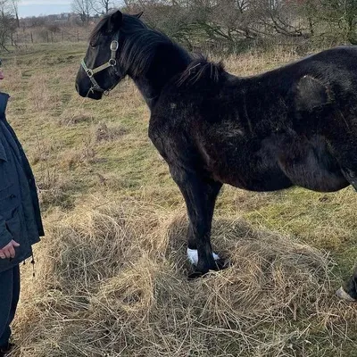 Копыта лошади в природе - 63 фото