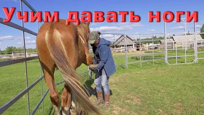 UFL - Сколько лошадей с тремя ногами на картинке?🙂🦄 | Facebook