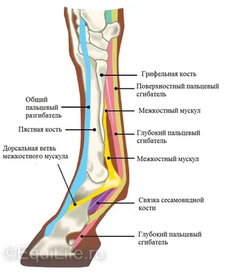 Зачем лошадям бинтуют ноги?