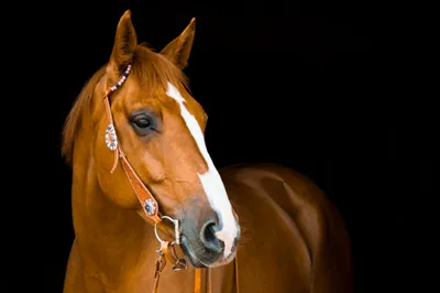 Лошадь 🐎 бежит по пустыни. грива …» — создано в Шедевруме