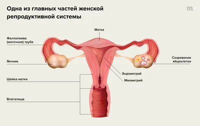 Что делать, если во время месячных очень больно? Можно ли отложить  менструацию? Как поддержать близкого человека, которому плохо во время  месячных? Отвечаем на ваши вопросы о менструации — Meduza