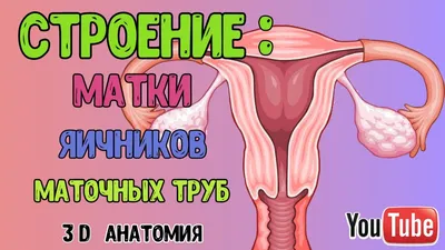 Нормальные месячные - YouTube