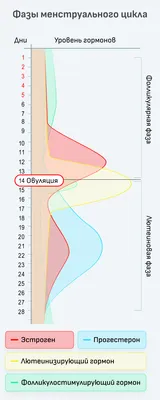Цикл месячных: как считать, какая норма и сколько дней длится цикл месячных?