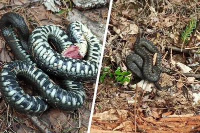 Змеи стали реже встречаться в Хабаровском крае | Транссибинфо Хабаровск |  Дзен