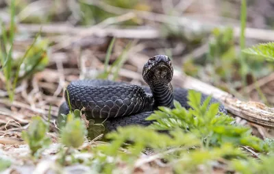 Каких змей могут встретить новороссийцы и что делать при укусе?