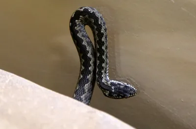 Лучистый полоз - умная змея. Она выбирает норы по размеру своего тела |  Зверски интересно | Дзен