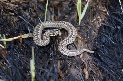 В Ленском районе Якутии на дороге обнаружили ядовитую змею — Улус Медиа