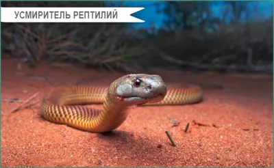 Появилась карта расселения змей в Москве - МК