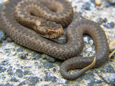 Оренбуржцам рассказали о видах ядовитых змей, обитающих в степях | Полезное  | ДОСУГ | АиФ Оренбург