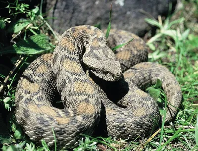 Гнездо змей в лесу - 53 фото