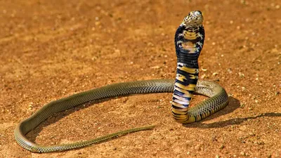 Крупнейший клубок змей в мире