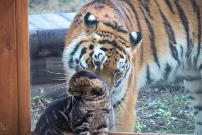 Купить Sumifun Tiger Balm Свежий крем Головная боль Охлаждающее масло  Головокружение Заложенность носа Облегчение мышц Тигровая мазь | Joom