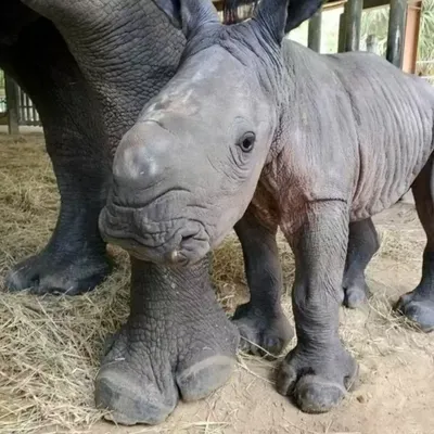 Редкий белый носорог родился в американском зоопарке: Звери: Из жизни:  Lenta.ru