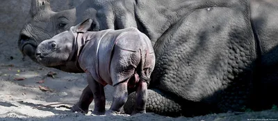 В Берлинском зоопарке родился носорог – DW – 09.09.2018