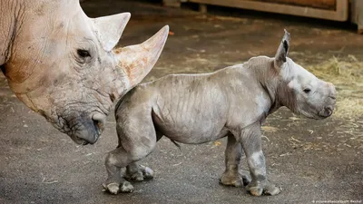 В зоопарке Эрфурта родился носорог – DW – 03.01.2019