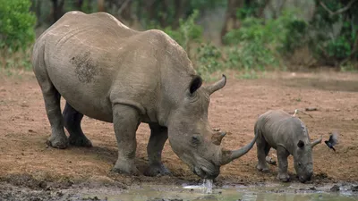 Обои носорог, Лев, большая пятерка игры, белый носорог, сафари Full HD,  HDTV, 1080p 16:9 бесплатно, заставка 1920x1080 - скачать картинки и фото