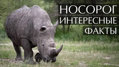 Носорог - интересные факты (С Фото и Видео) - YouTube