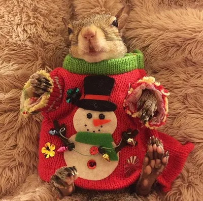 Белка 🎄🐿☃️ елочная игрушка ссср стекло эмали советская новогодняя  подвеска белочка белка бельчонок винтаж — цена 299 грн в каталоге Новогодние  украшения ✓ Купить товары для дома и быта по доступной цене