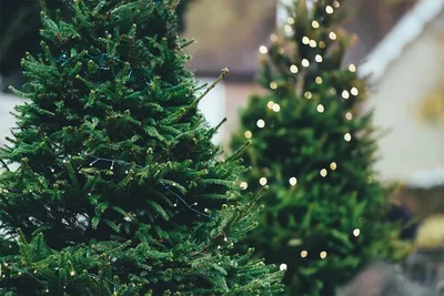 Новогодняя елка: живая или искусственная - Информационный портал «Кубань  24» 19 декабря, 2019