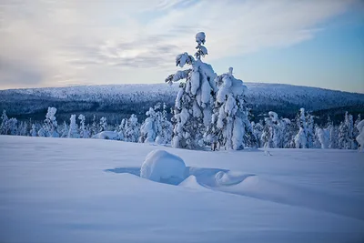 Фотография Лапландия область Финляндия Елка зимние Природа снега