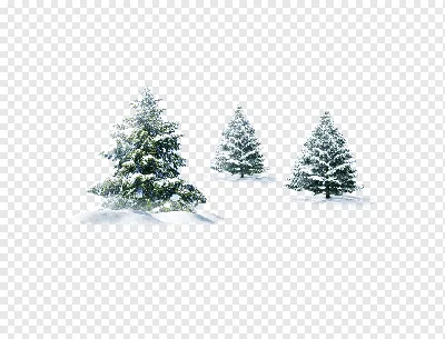 Сосна Снег Обои Зима, Елка, зима, праздники, ветка дерева png | PNGWing